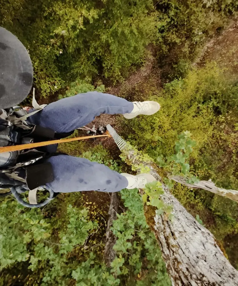 Elagage à Cassaigne