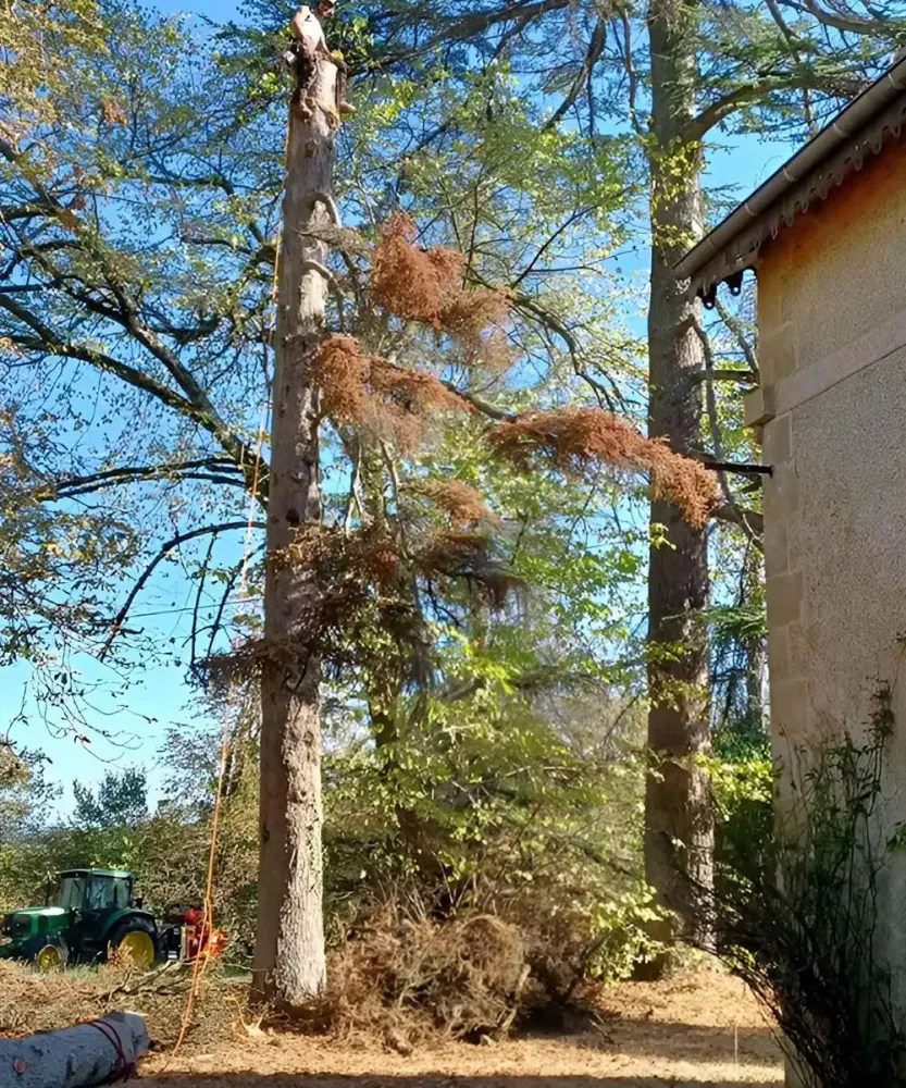 Arboriste grimpeur à Cassaigne