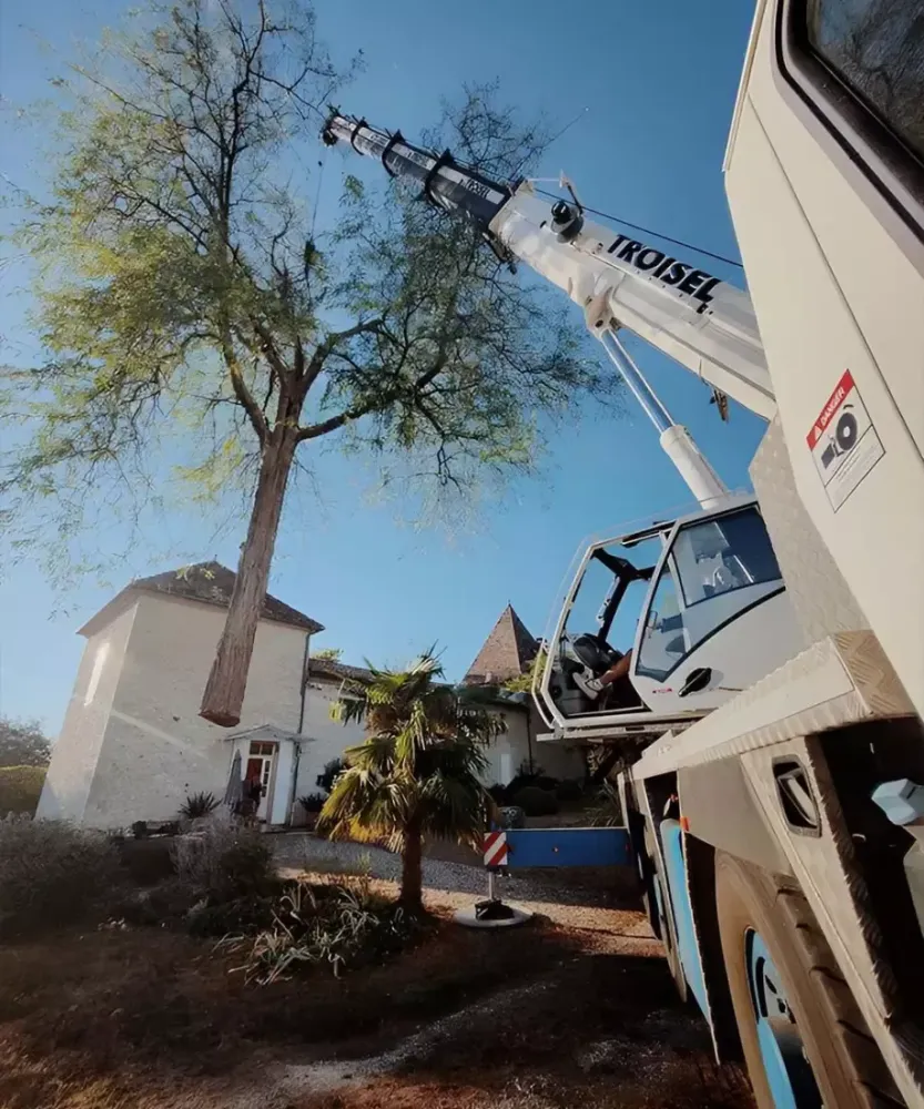 abatage d'arbre difficile