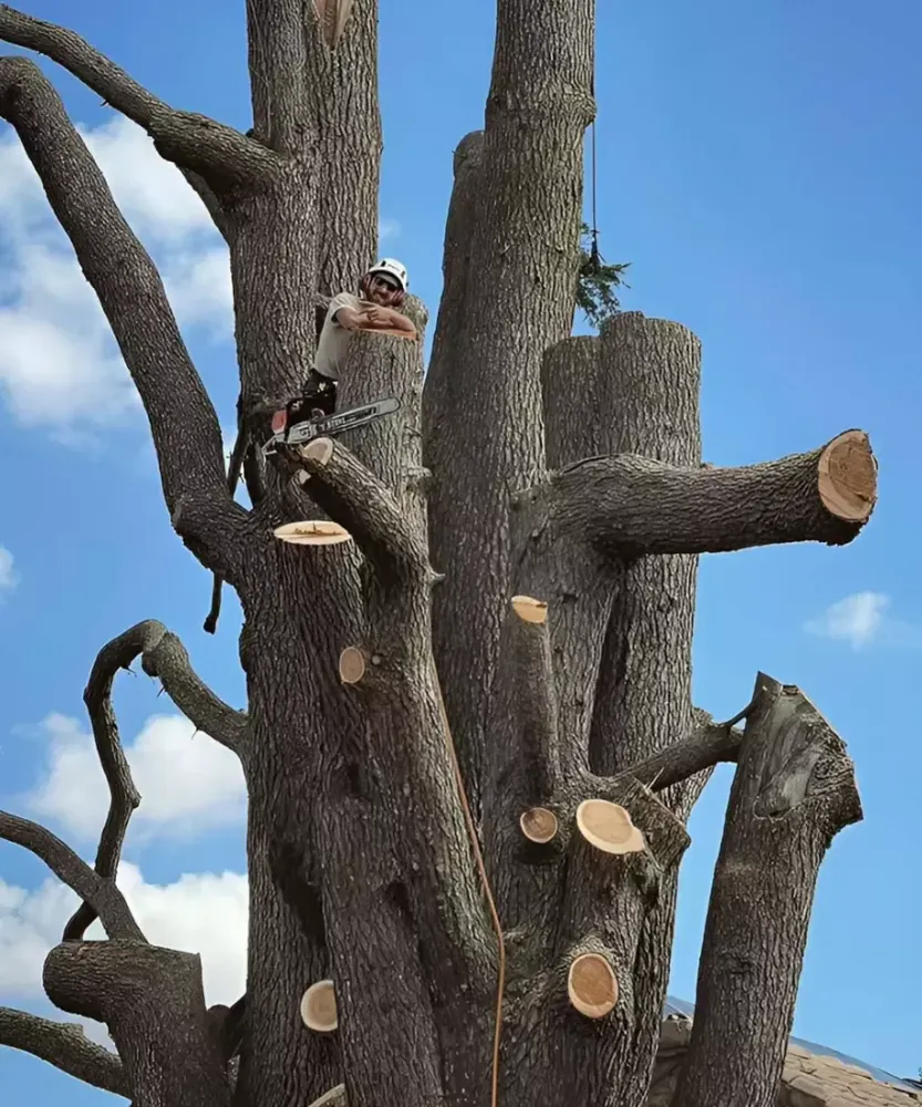 Entretien des arbres à Cassaigne