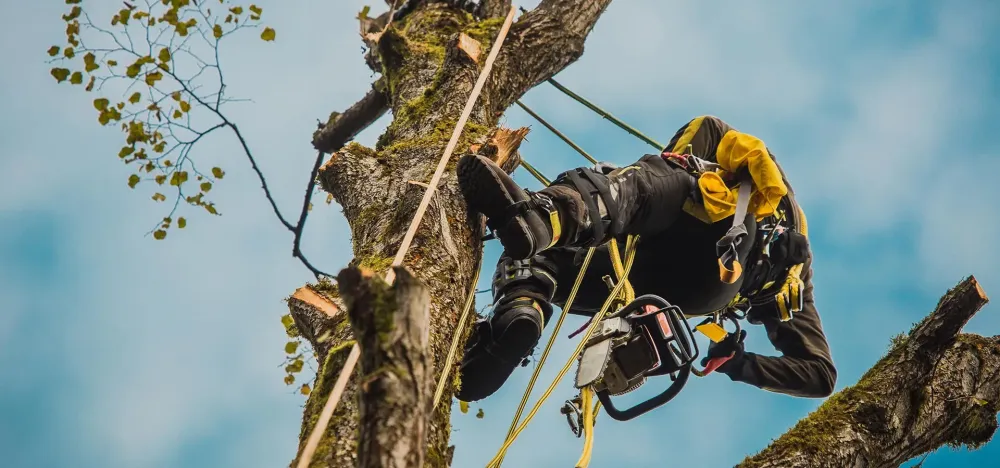 Cordiste à Cassaigne