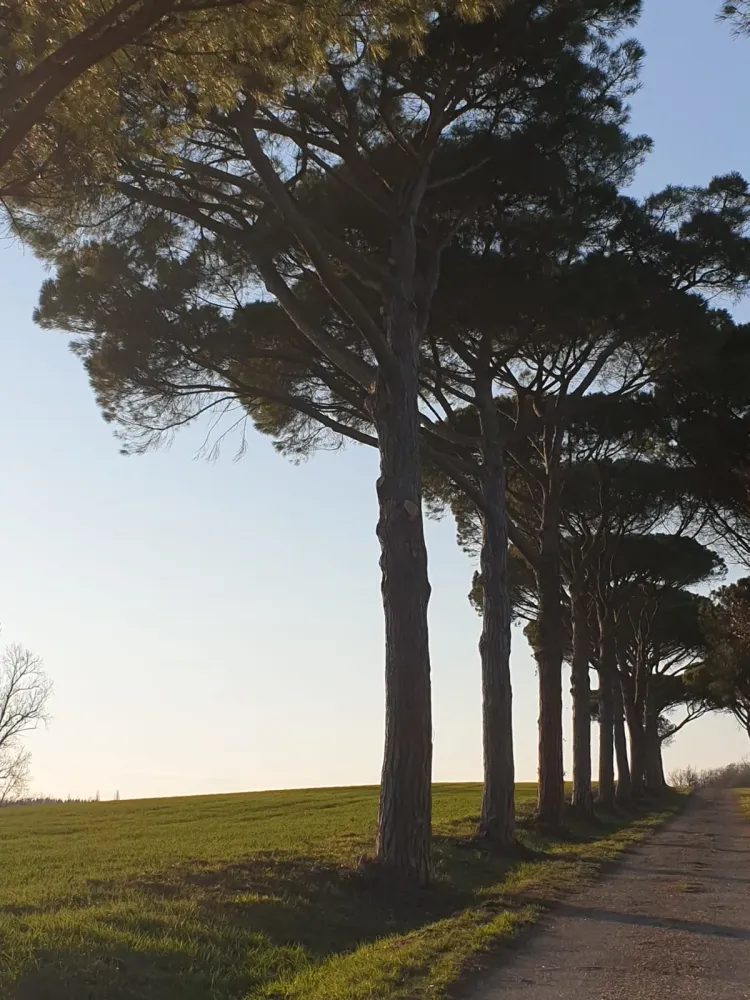 Abattage arbres à Cassaigne