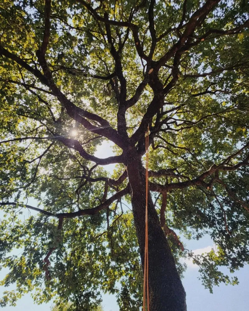 Soin aux arbres à Cassaigne
